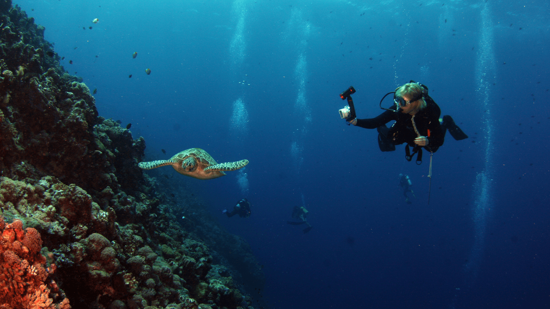 Buceo en Isla Margarita